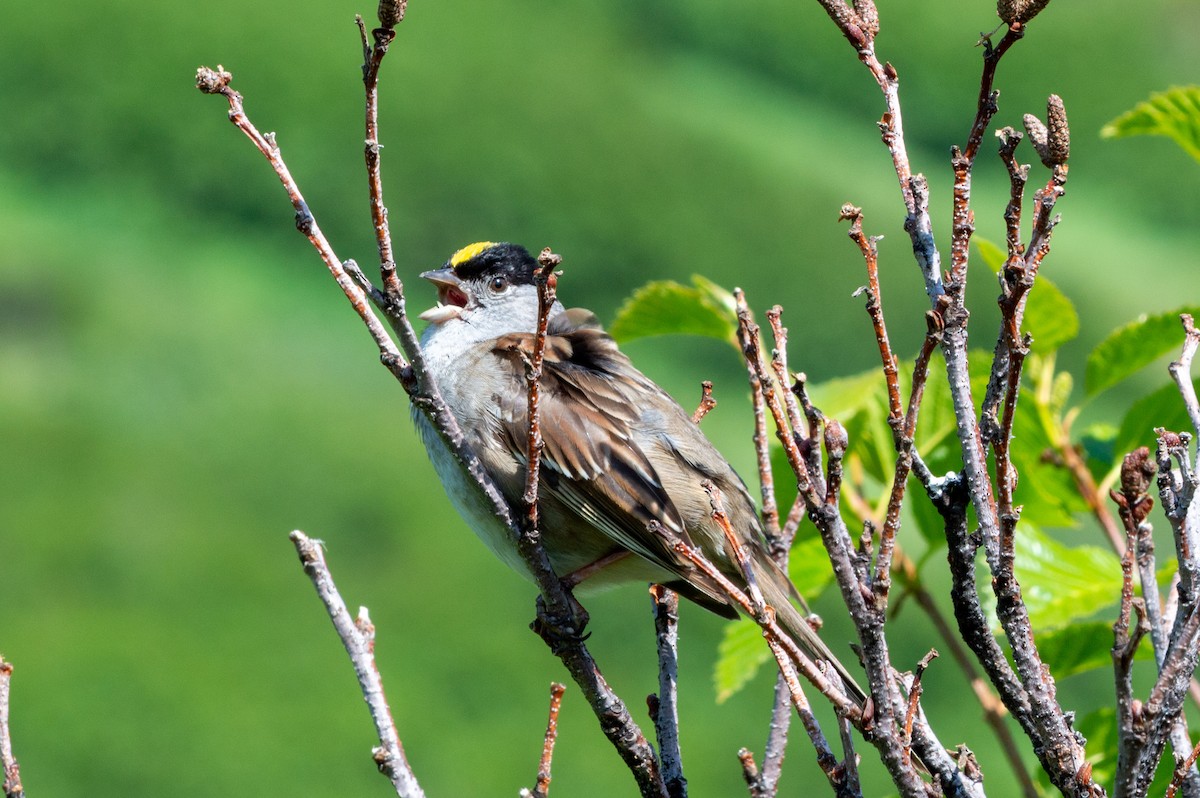 Golden-crowned Sparrow - ML620881177