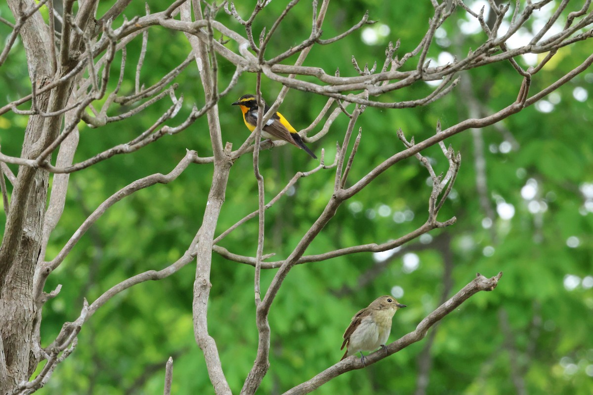 Narcissus Flycatcher - ML620881183