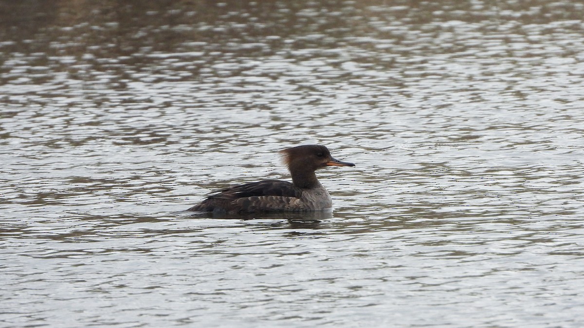 Hooded Merganser - ML620881190