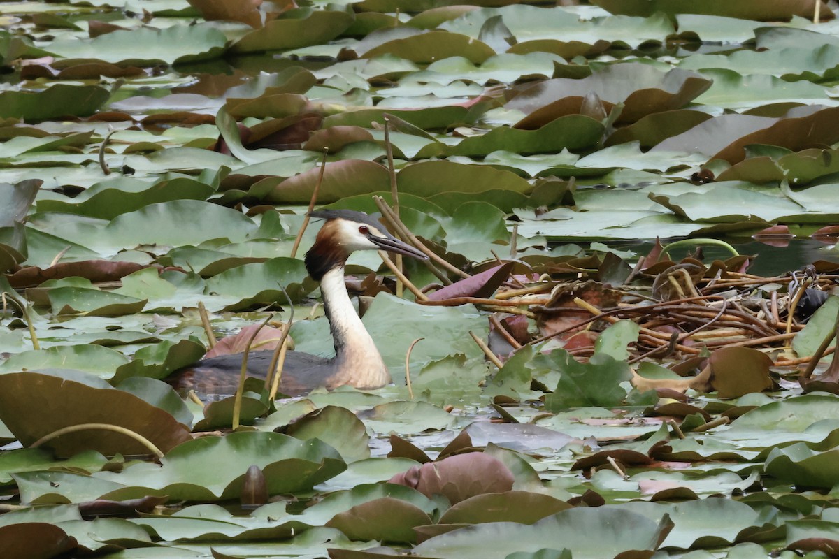 Great Crested Grebe - ML620881202
