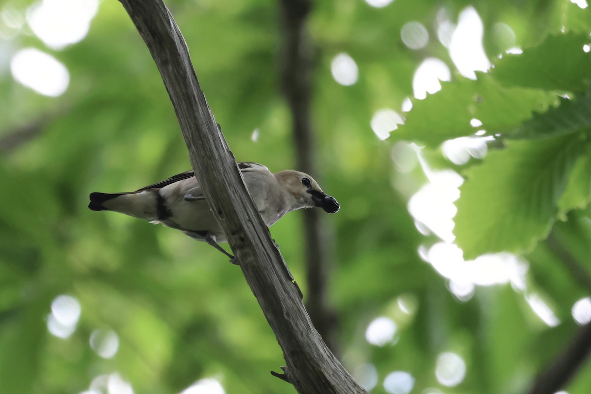 Chestnut-cheeked Starling - ML620881207