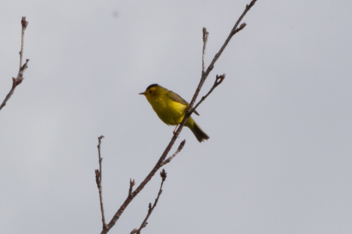 Wilson's Warbler (pileolata) - ML620881211