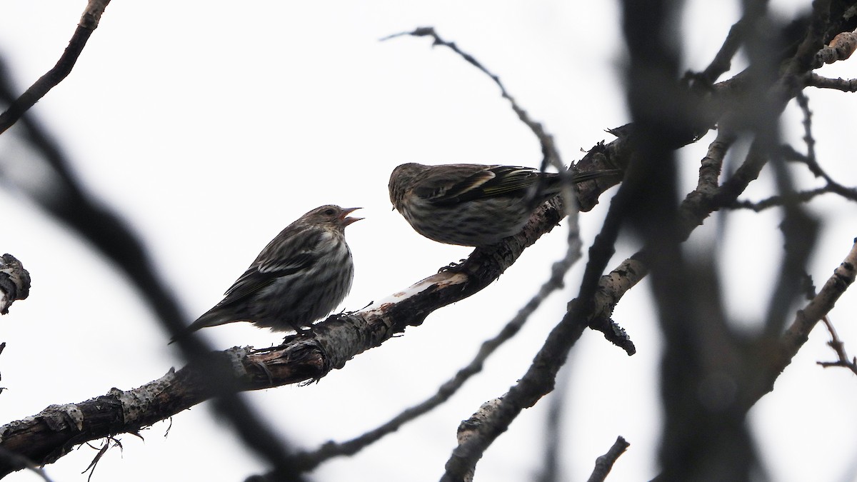 Pine Siskin - ML620881212