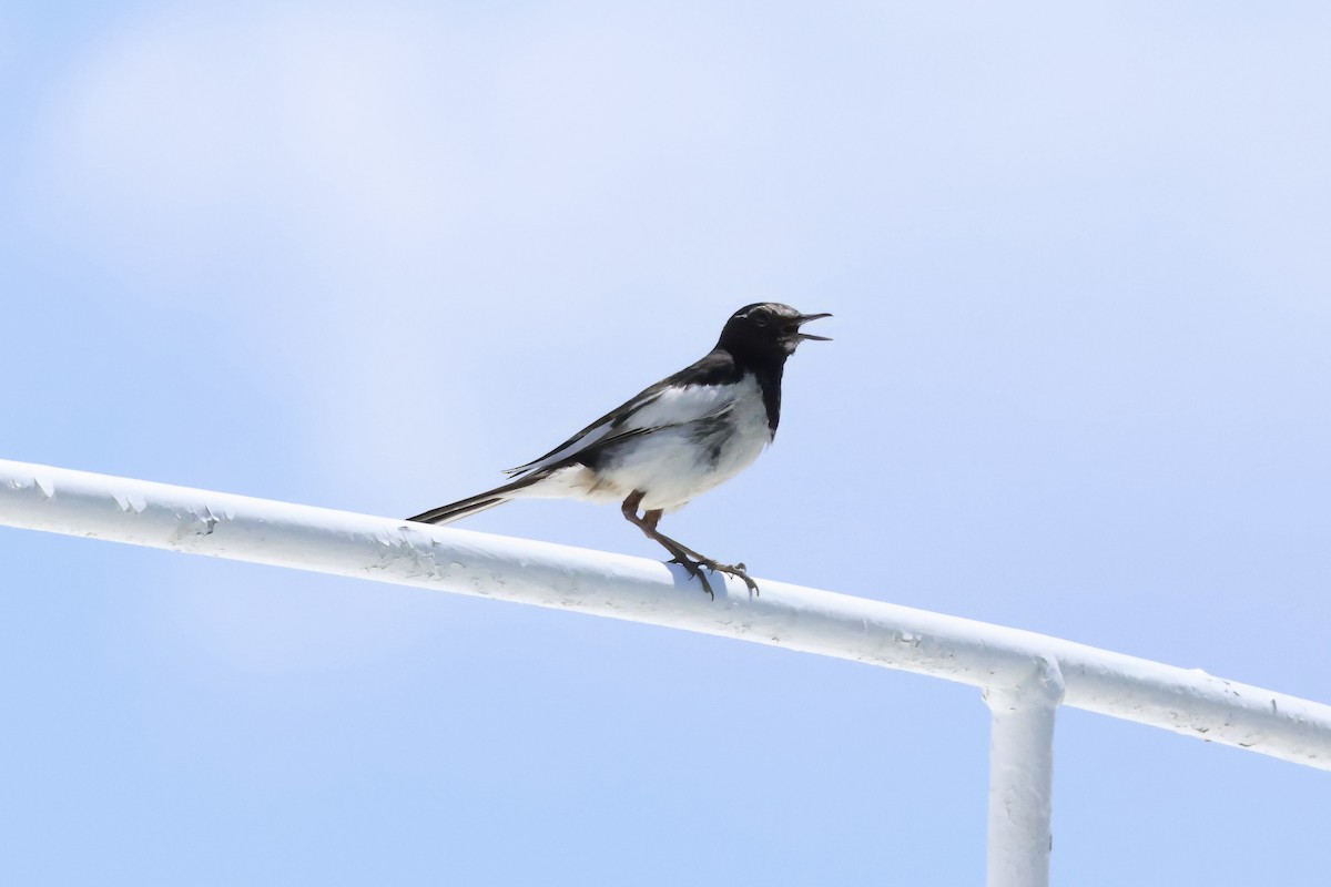 Japanese Wagtail - ML620881217