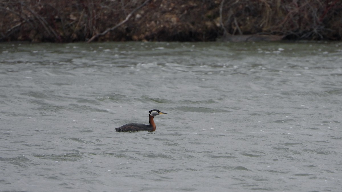 Red-necked Grebe - ML620881219