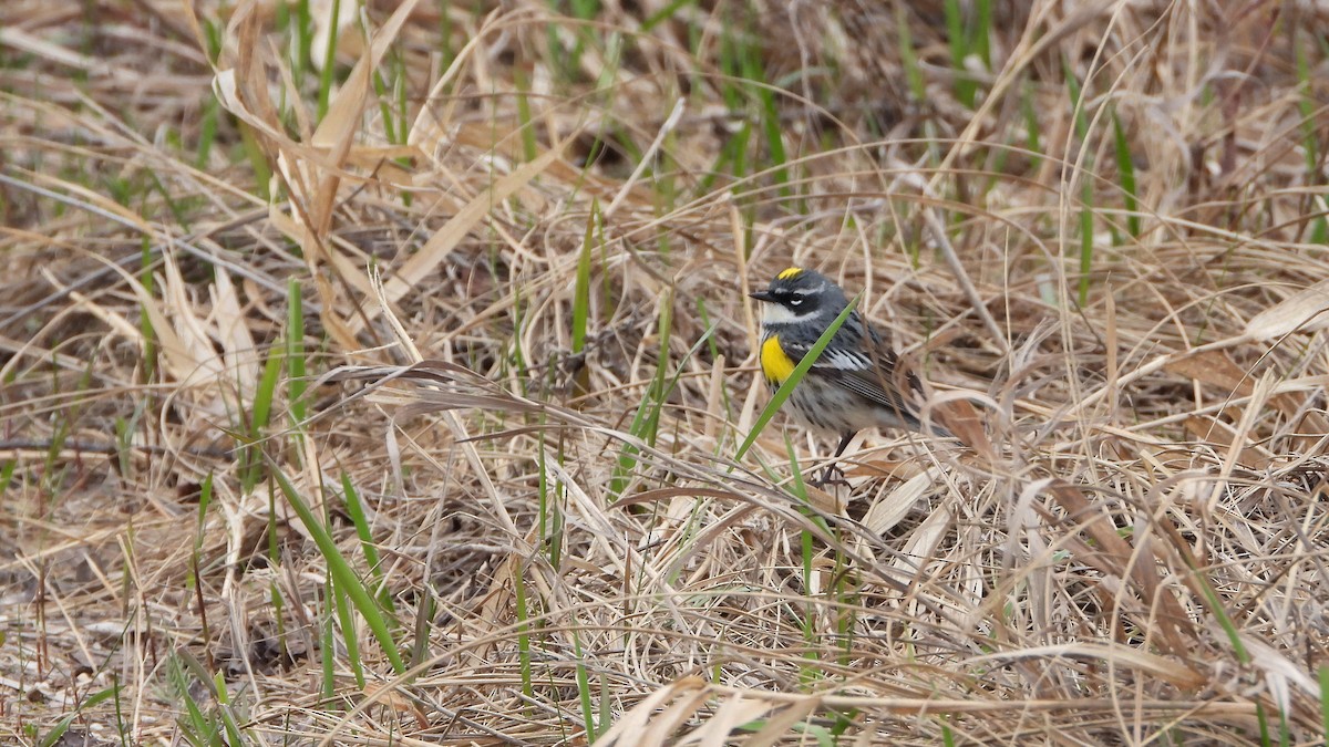 Paruline à croupion jaune - ML620881220