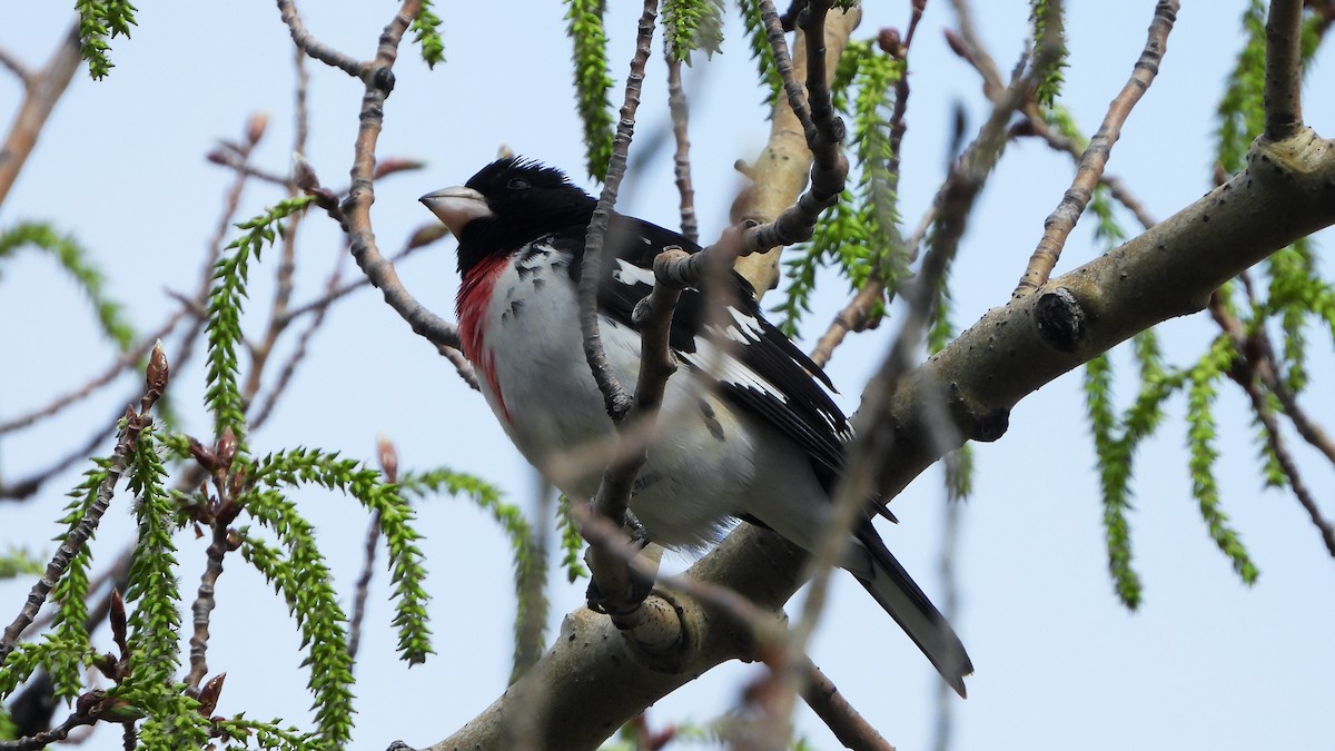 Rose-breasted Grosbeak - ML620881222