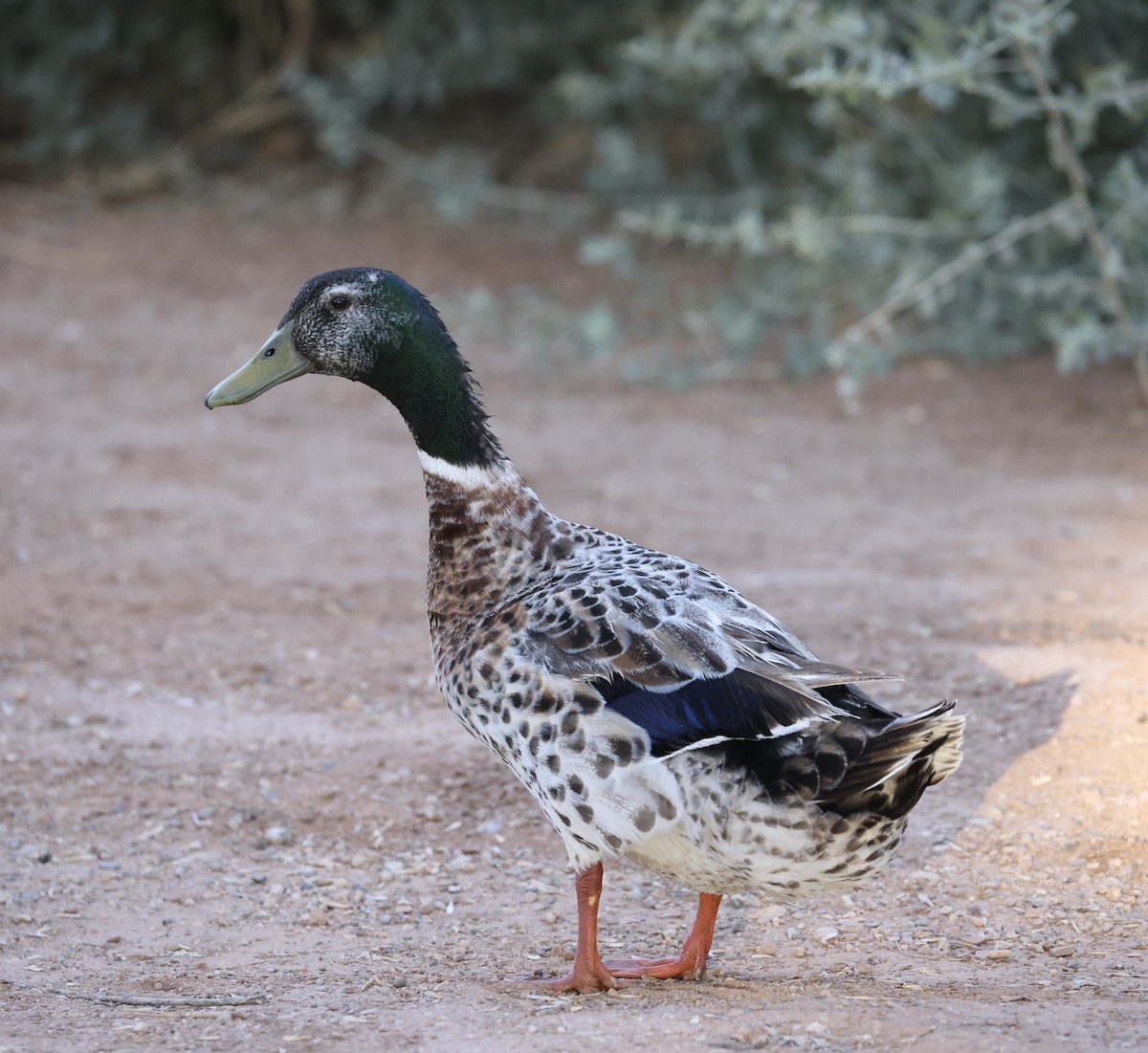 Mallard (Domestic type) - ML620881224