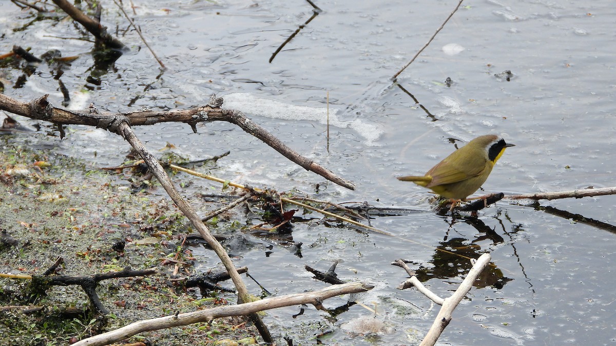 Common Yellowthroat - ML620881225