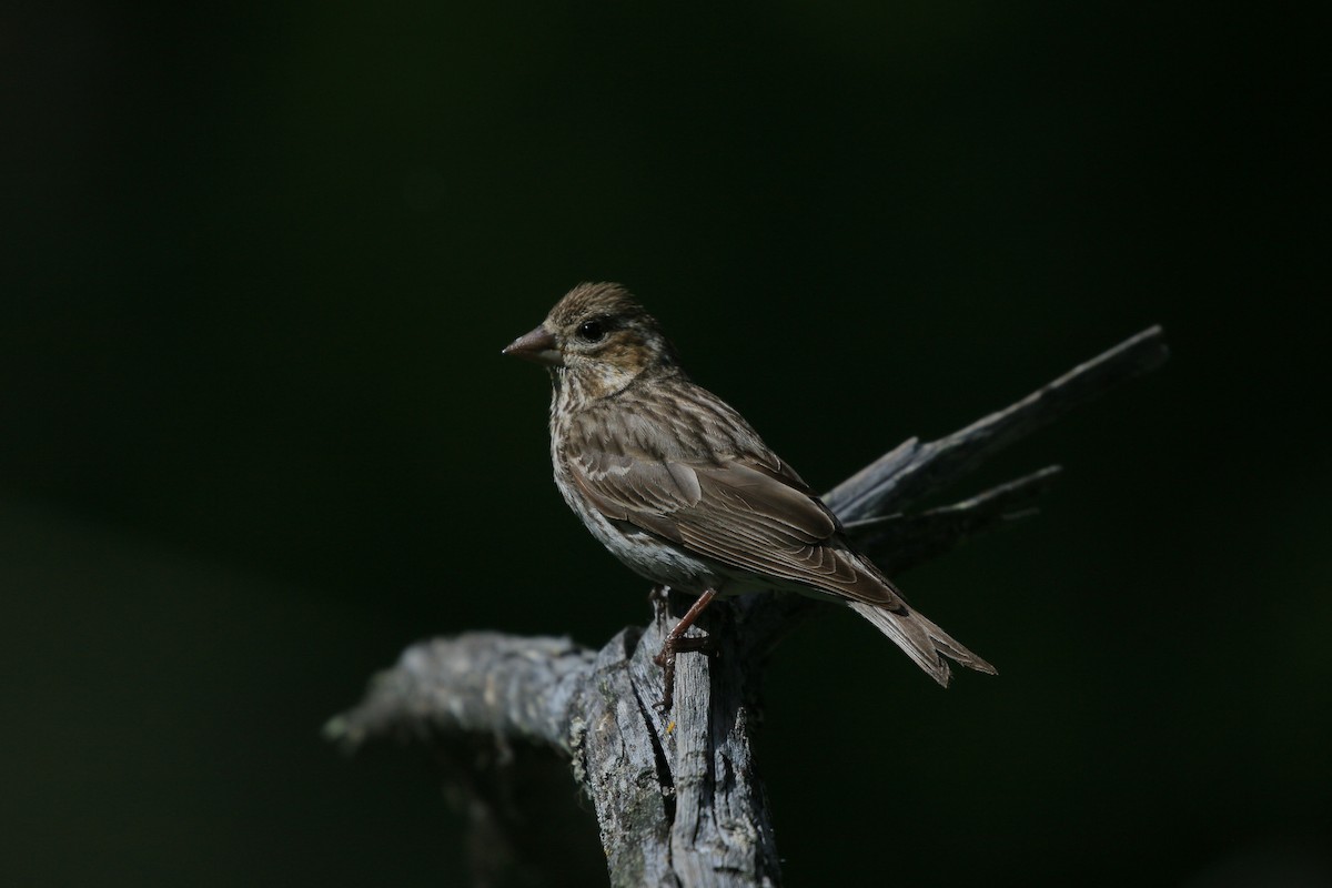 Cassin's Finch - ML620881226