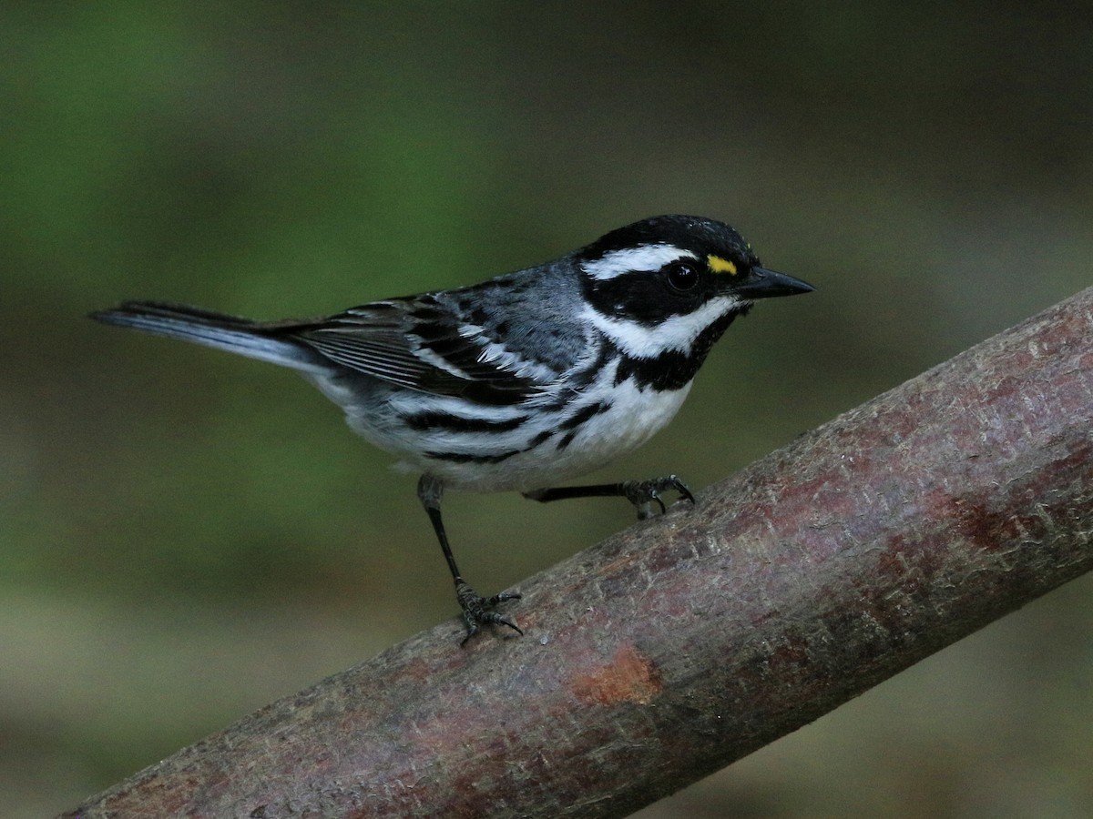 Black-throated Gray Warbler - mark lundgren