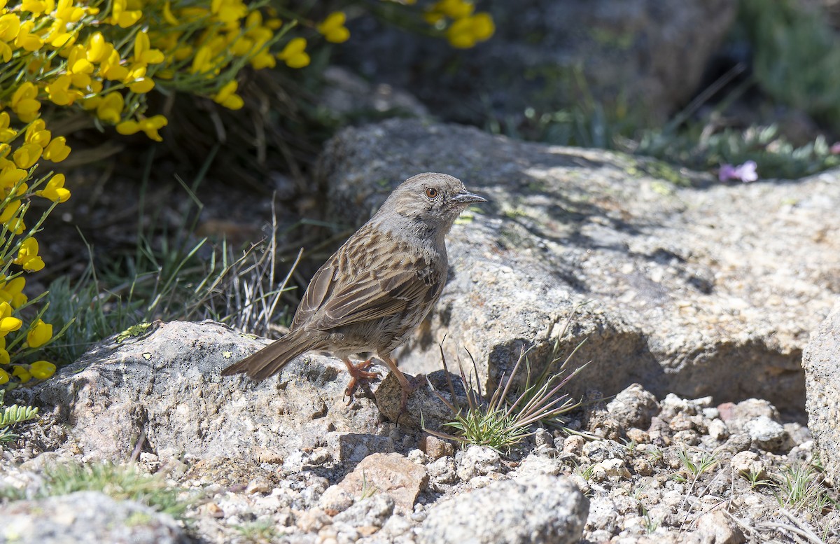 Dunnock - ML620881241