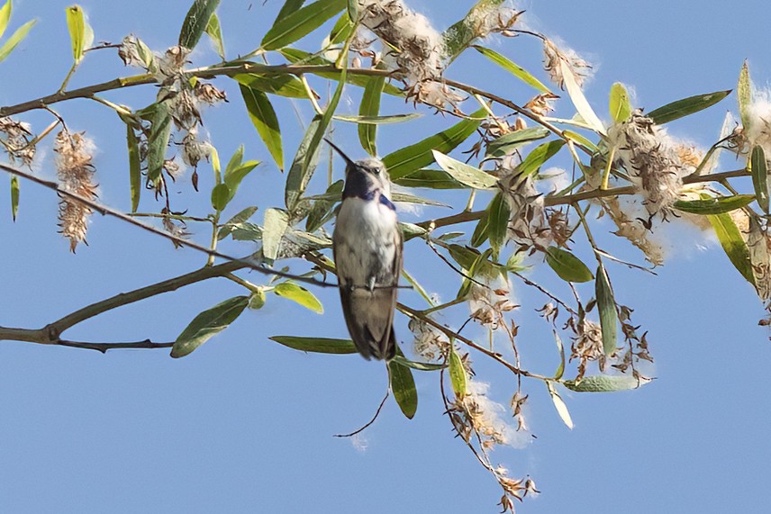 Costa's Hummingbird - ML620881244