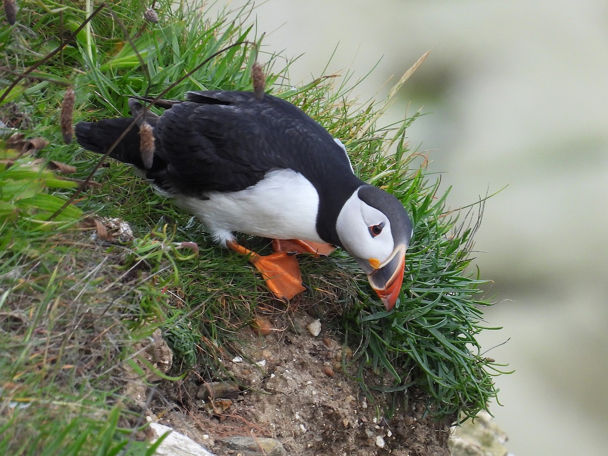 Atlantic Puffin - ML620881252