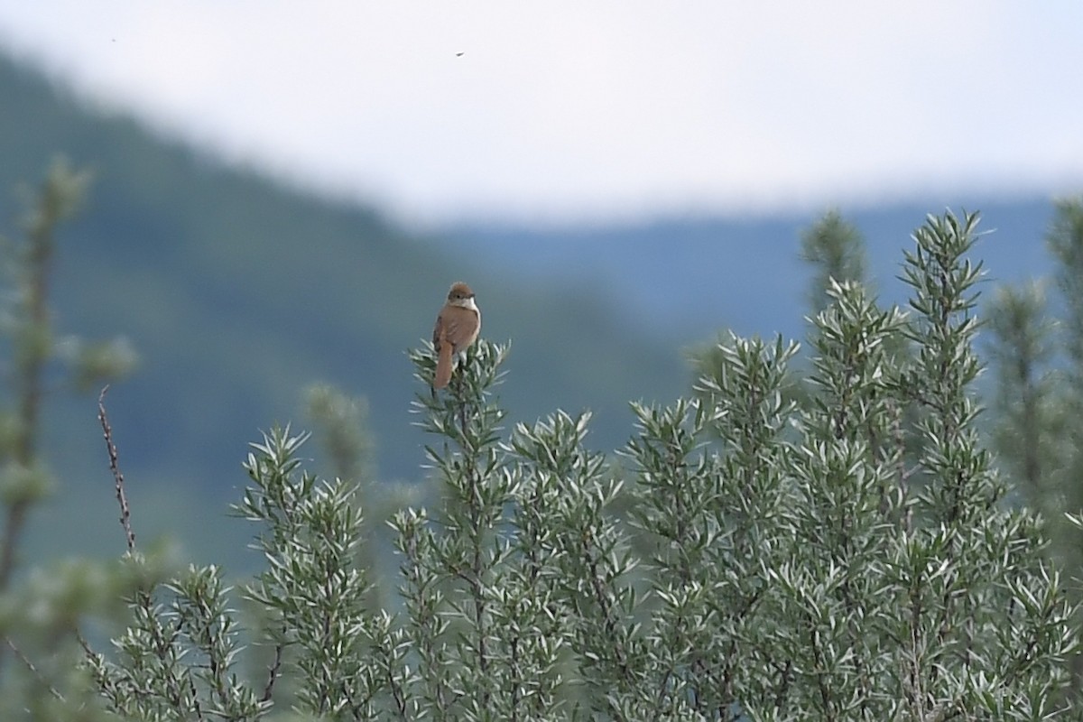 Thick-billed Warbler - ML620881257