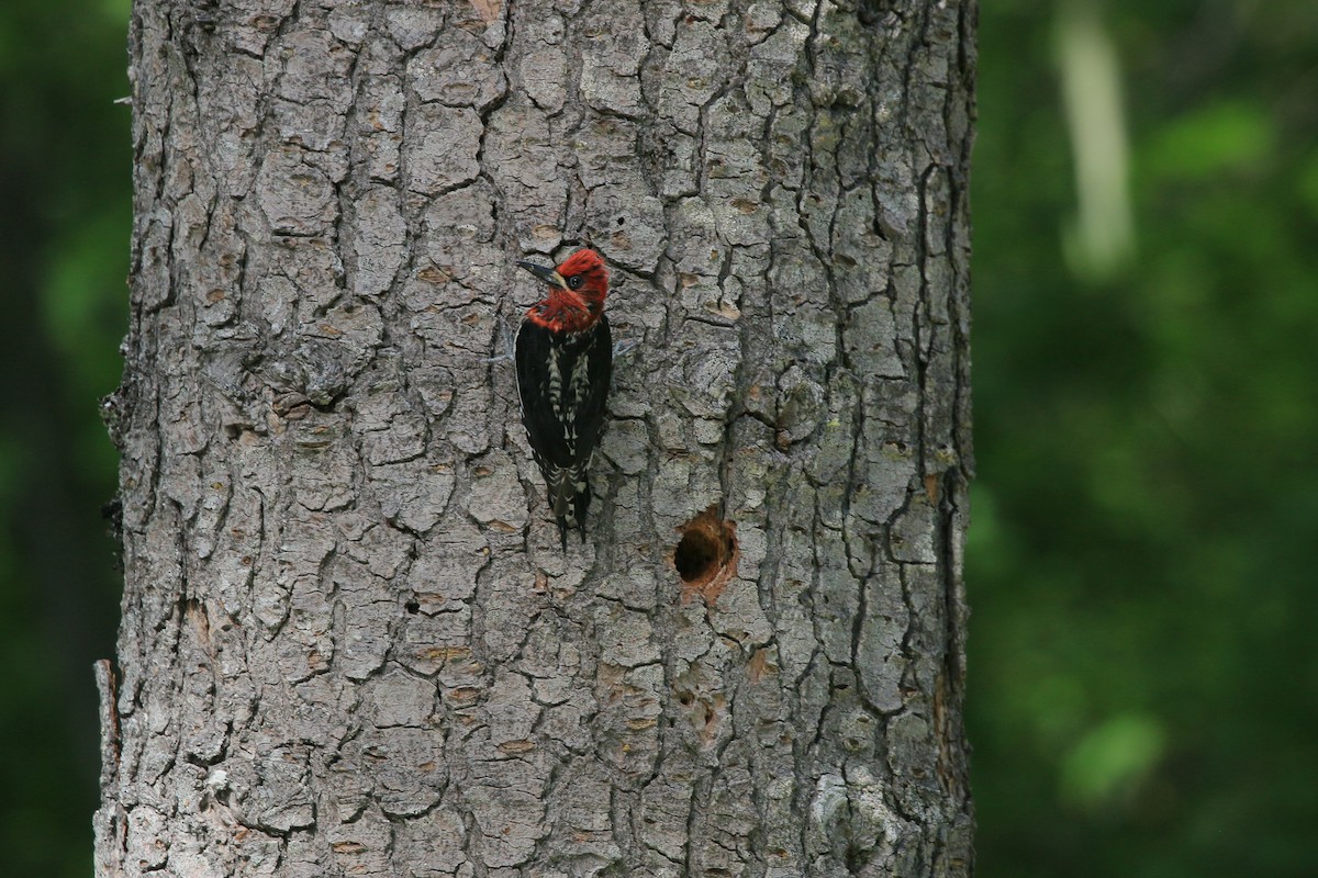 Red-breasted Sapsucker - ML620881259