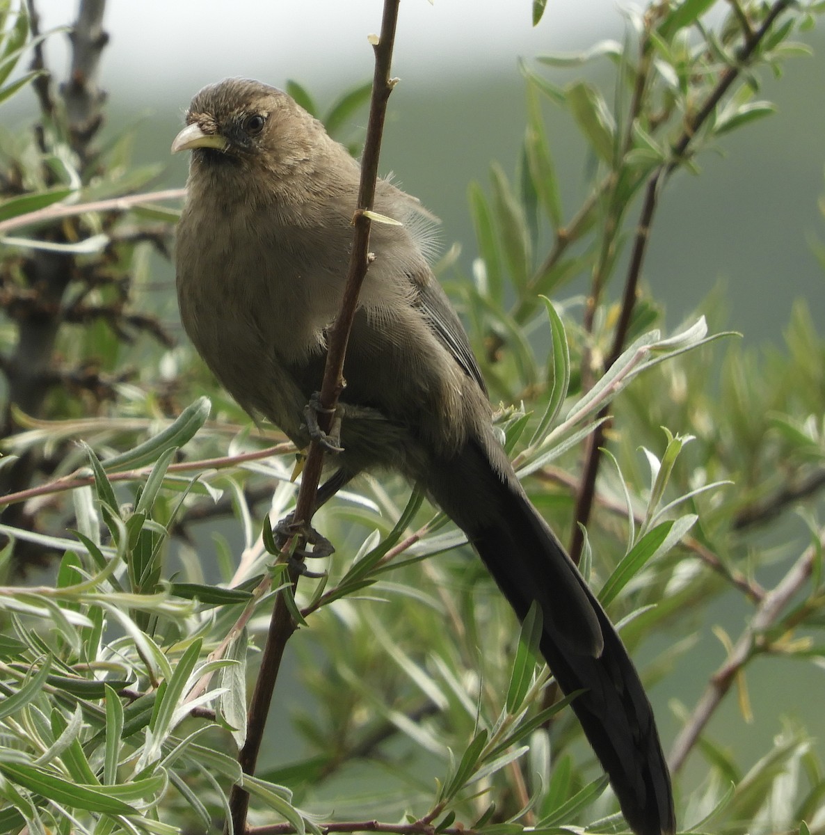 Pere David's Laughingthrush - ML620881260