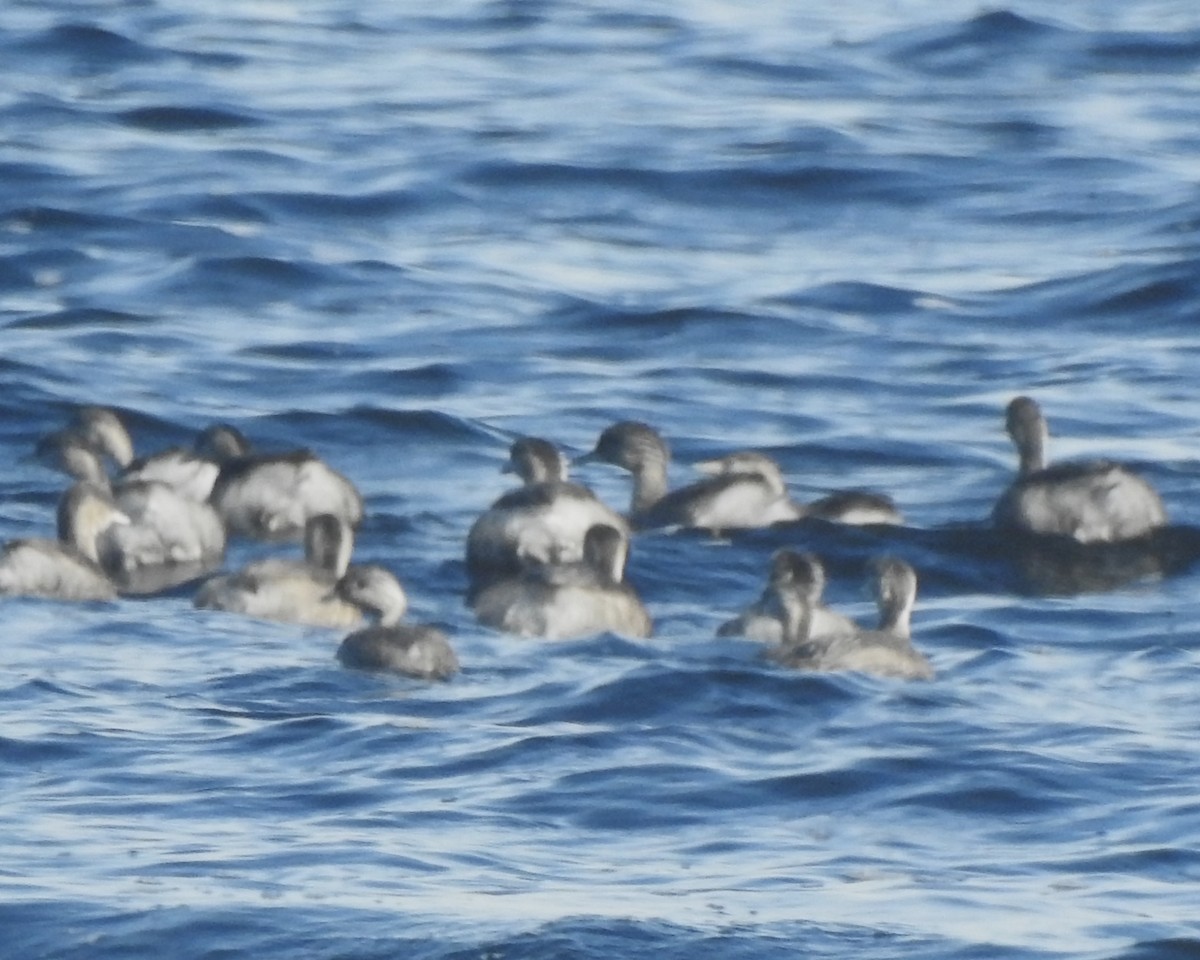 Hoary-headed Grebe - ML620881262