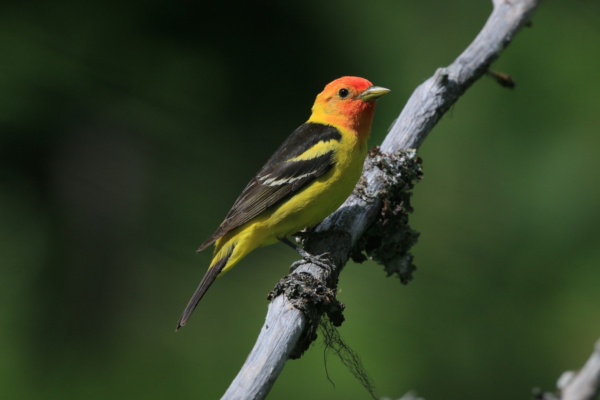Western Tanager - ML620881264