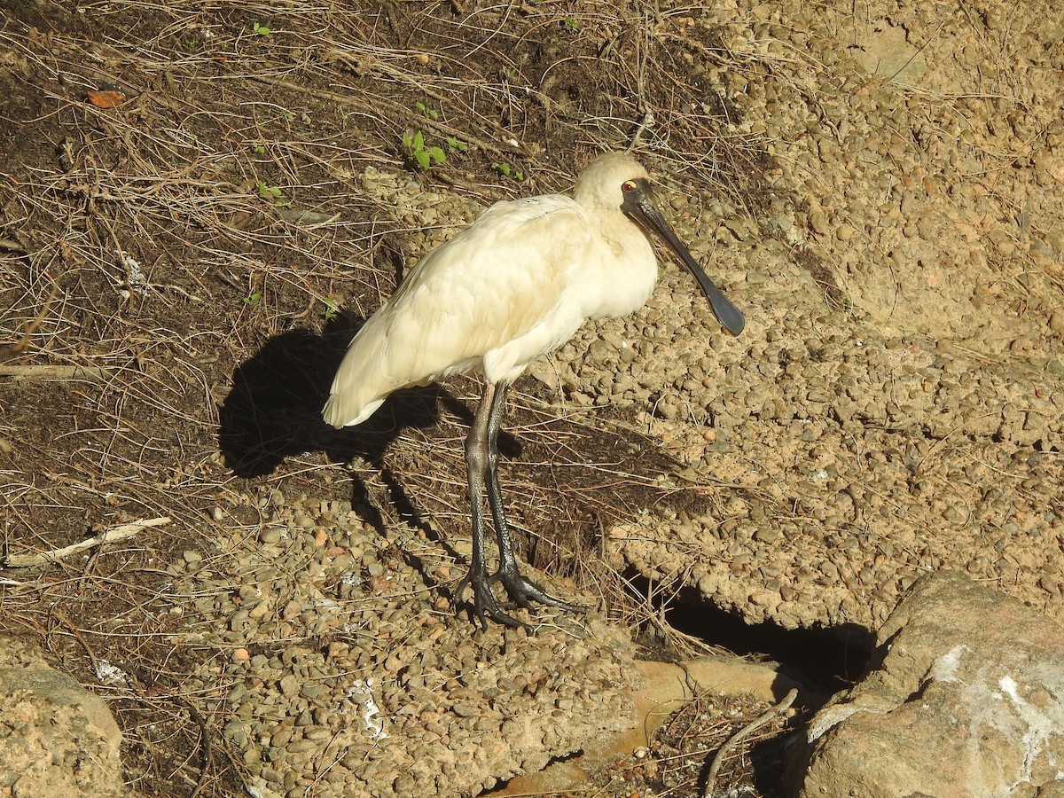 Royal Spoonbill - ML620881265