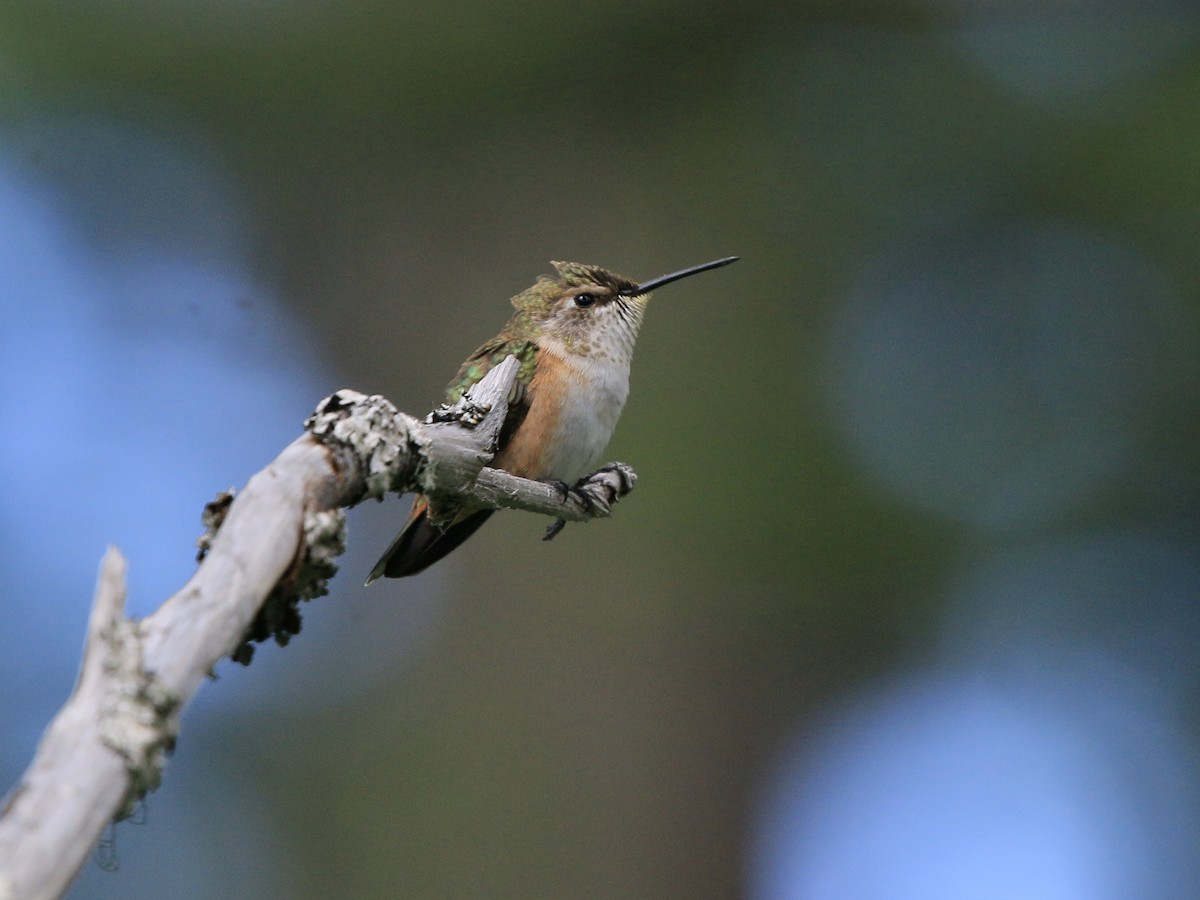 Rufous Hummingbird - ML620881267