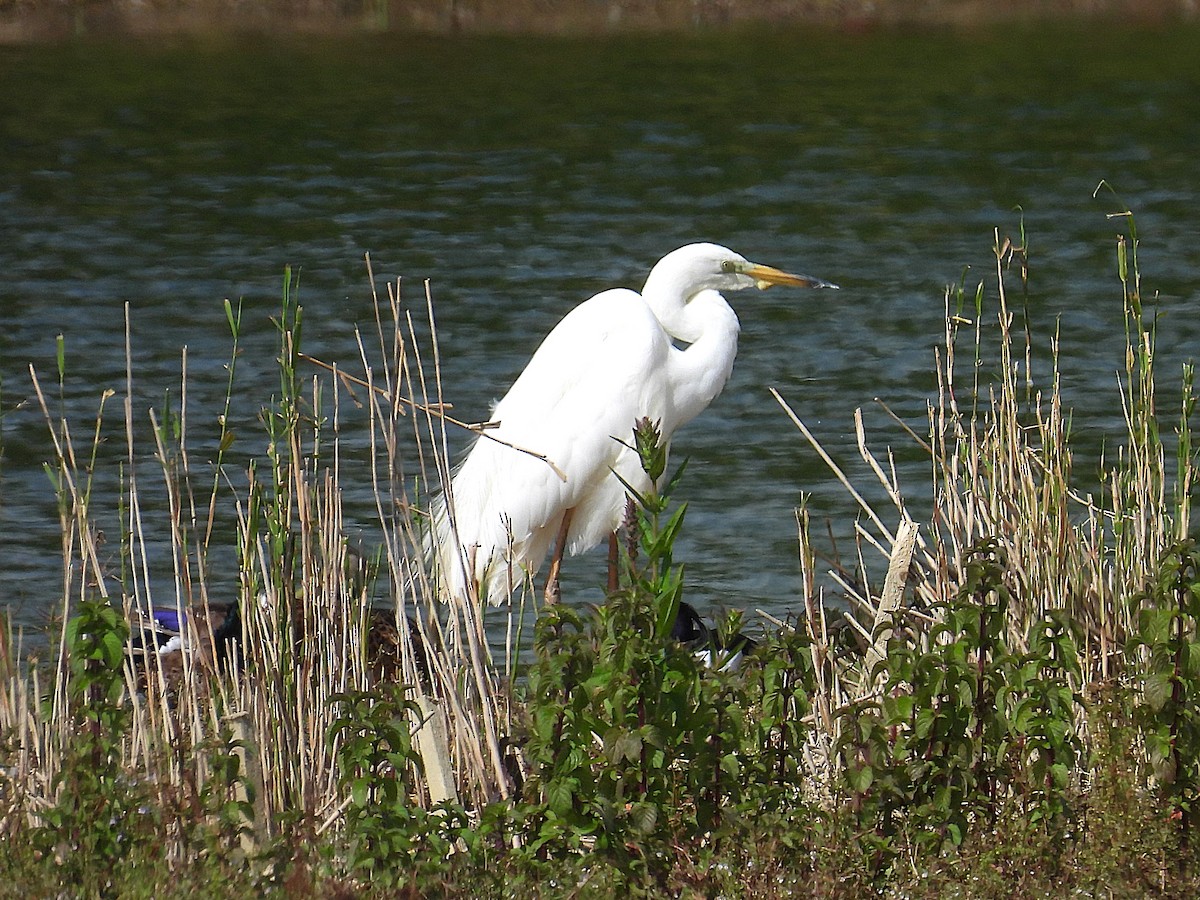 Great Egret - ML620881268