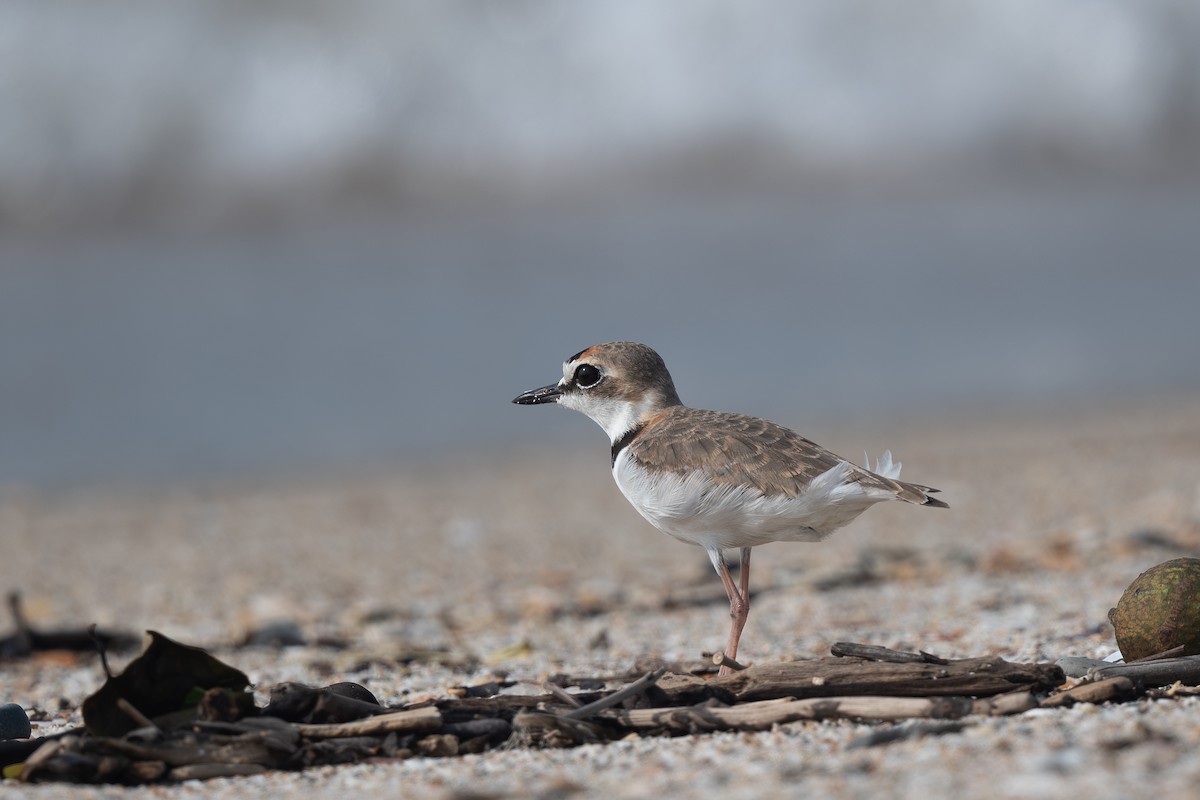 Collared Plover - ML620881270