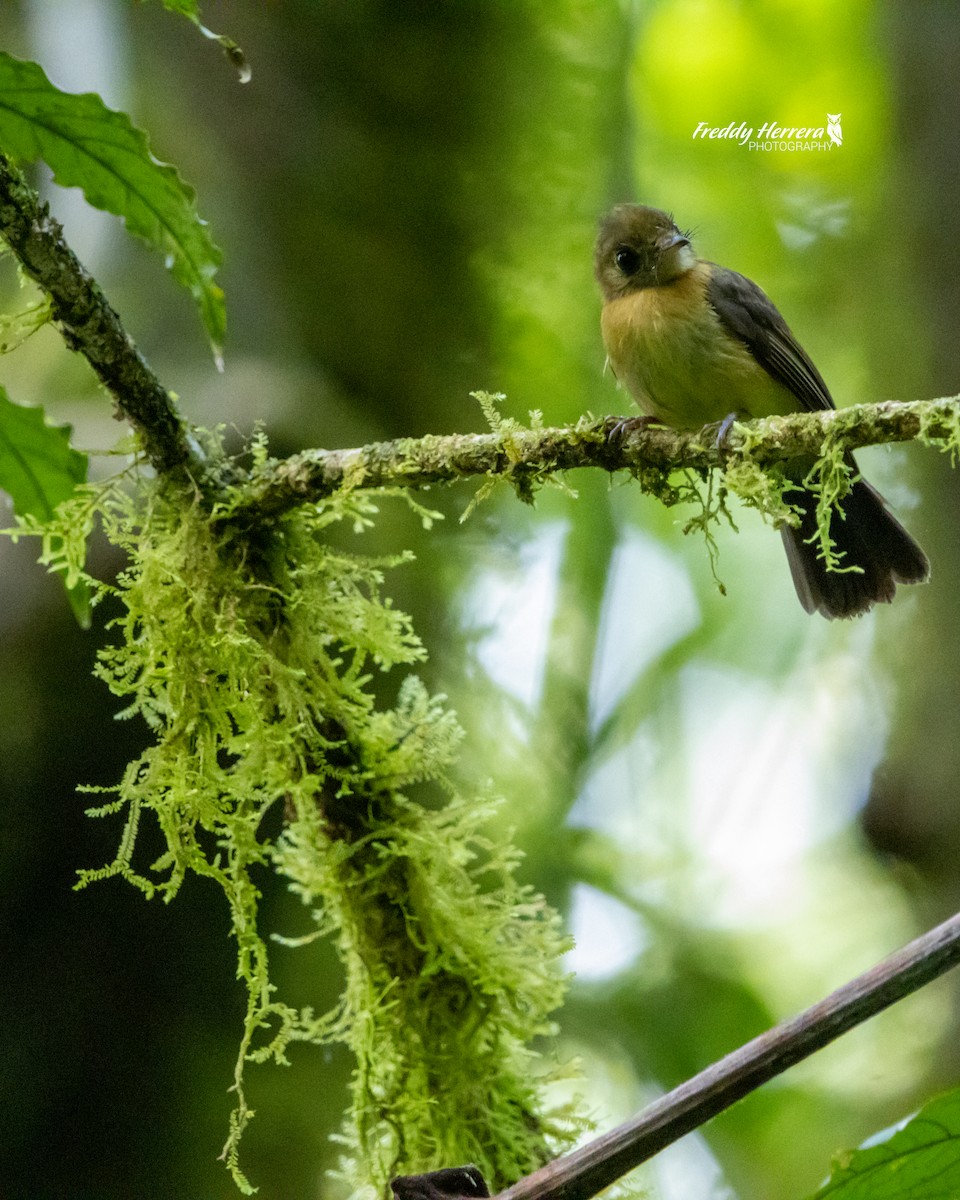 Sulphur-rumped Flycatcher - ML620881272