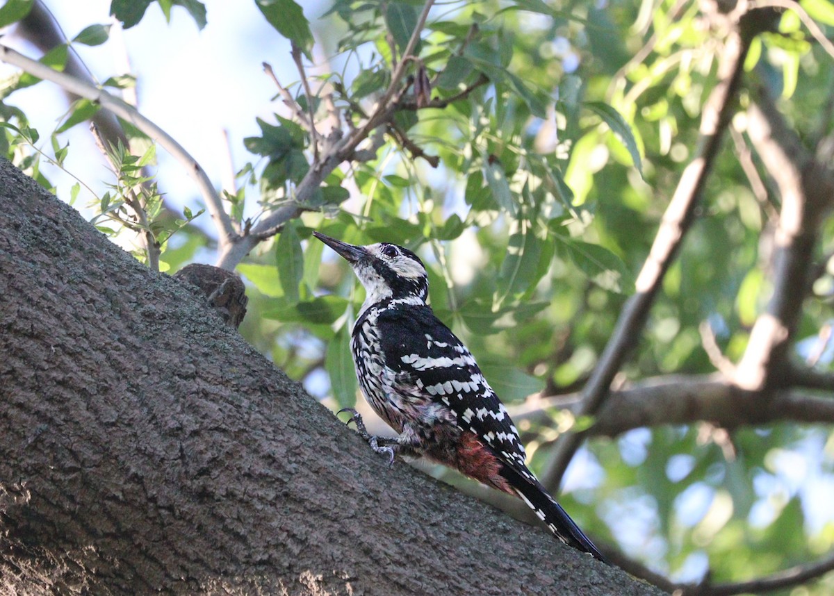 White-backed Woodpecker - ML620881275