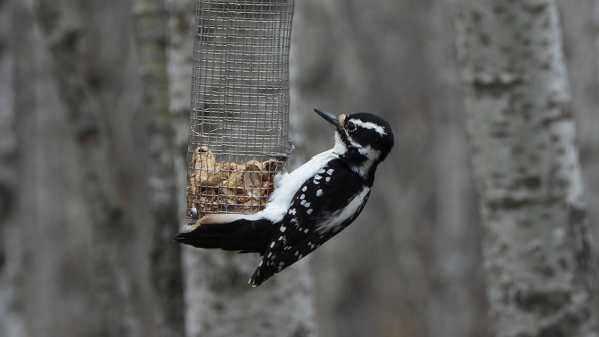 Hairy Woodpecker - Bruno Caula