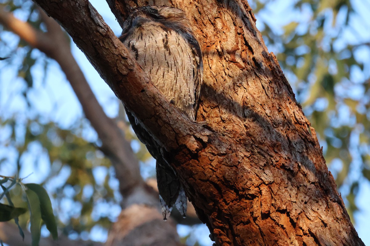 Tawny Frogmouth - ML620881278