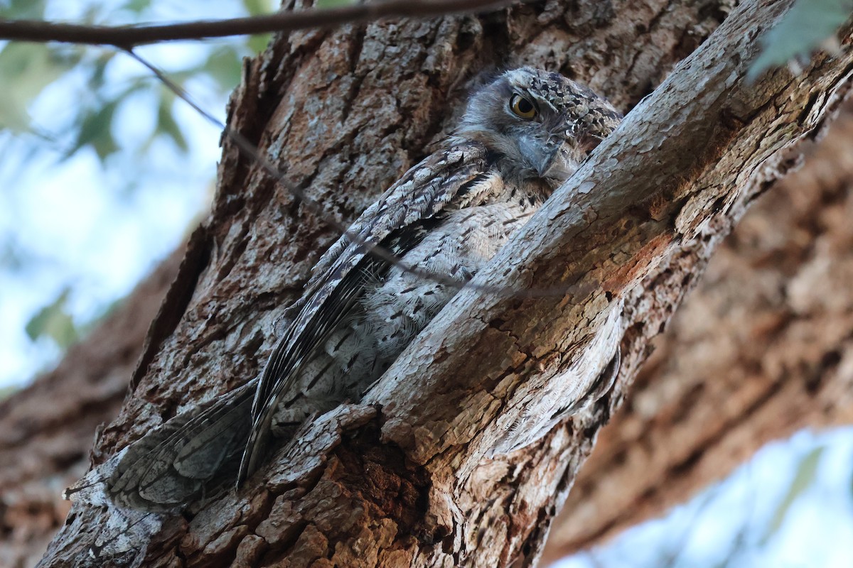 Tawny Frogmouth - ML620881280