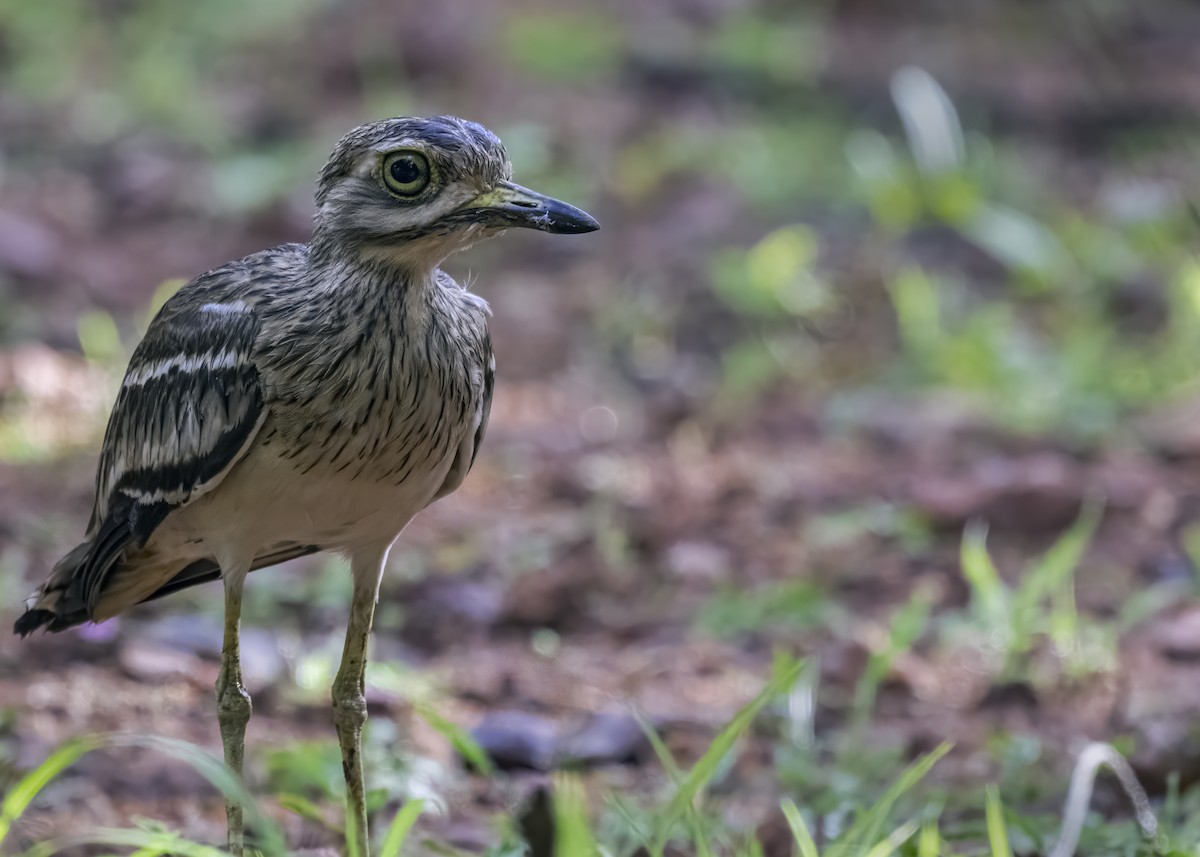 Indian Thick-knee - ML620881295