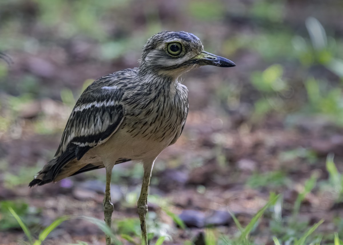 Indian Thick-knee - ML620881296
