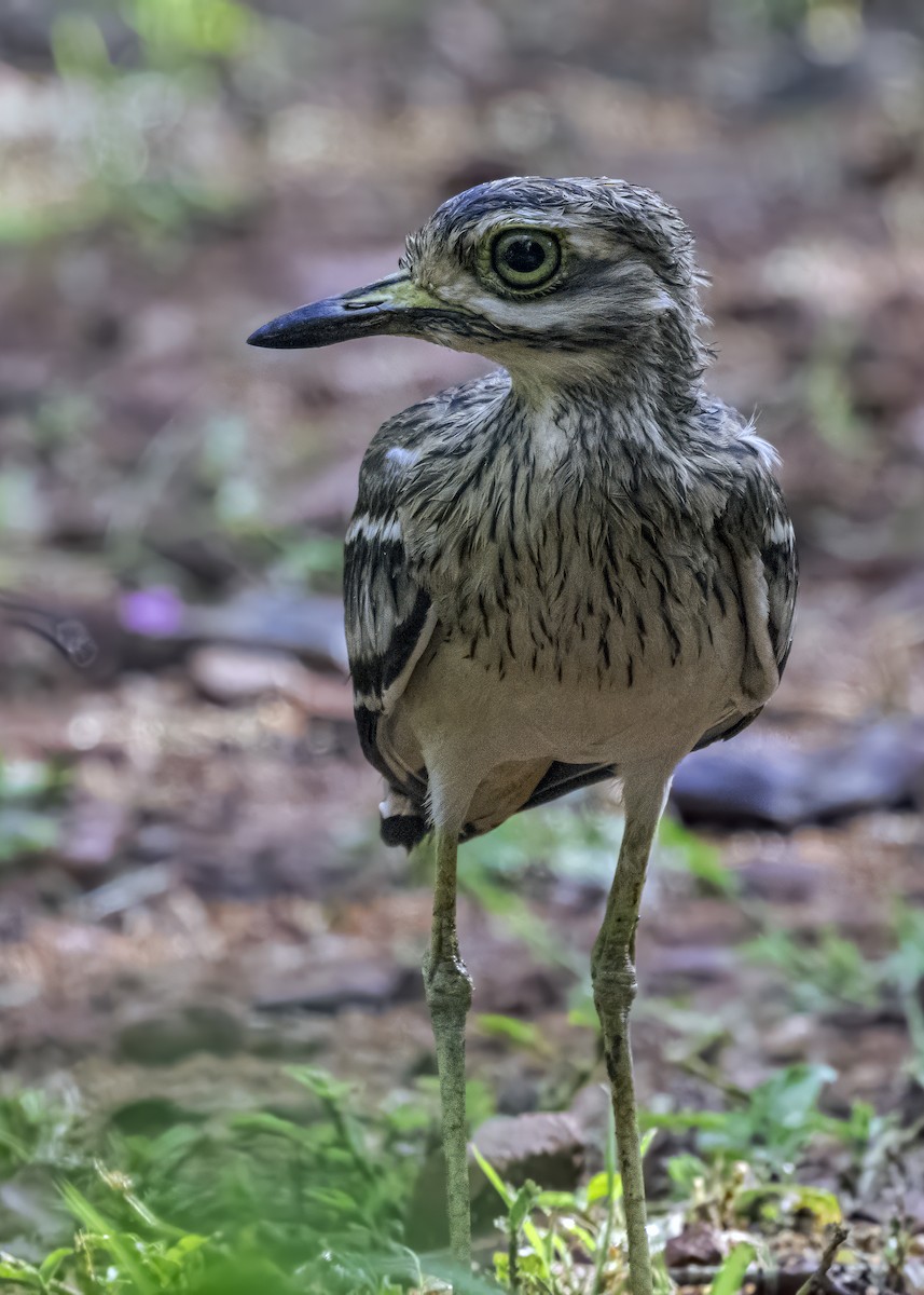 Indian Thick-knee - ML620881297