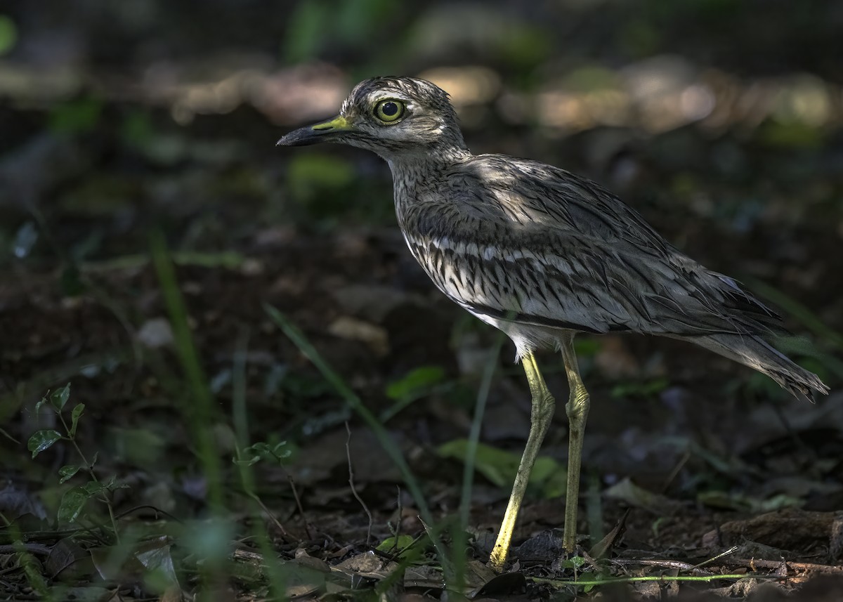 Indian Thick-knee - ML620881298