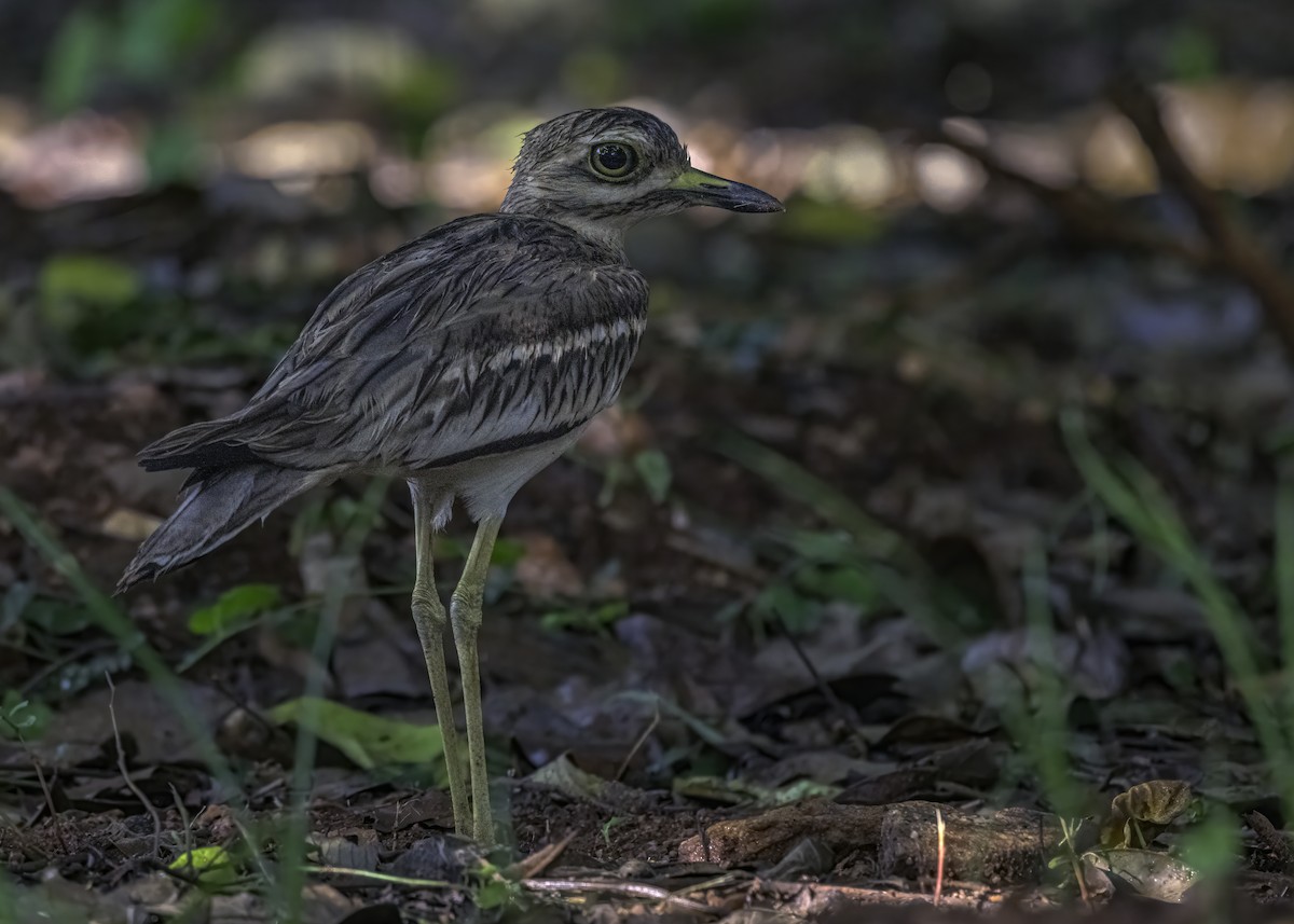 Indian Thick-knee - ML620881299