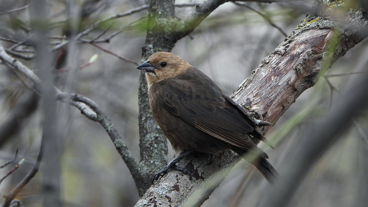 Brown-headed Cowbird - ML620881300