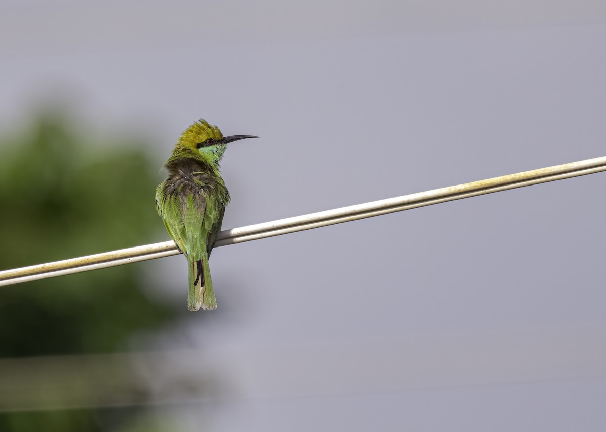 Asian Green Bee-eater - ML620881302