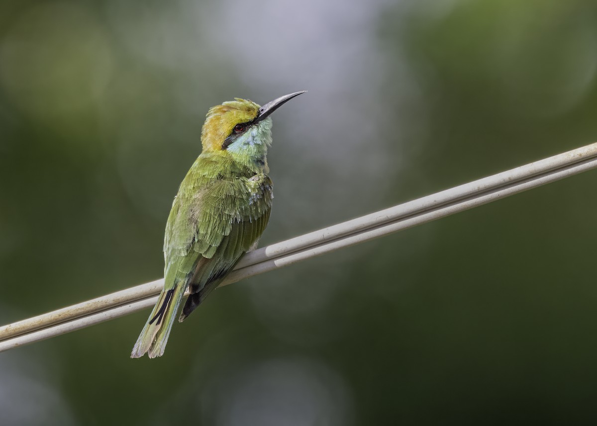 Asian Green Bee-eater - ML620881303
