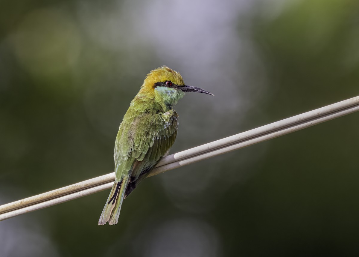 Asian Green Bee-eater - Keshava Mysore