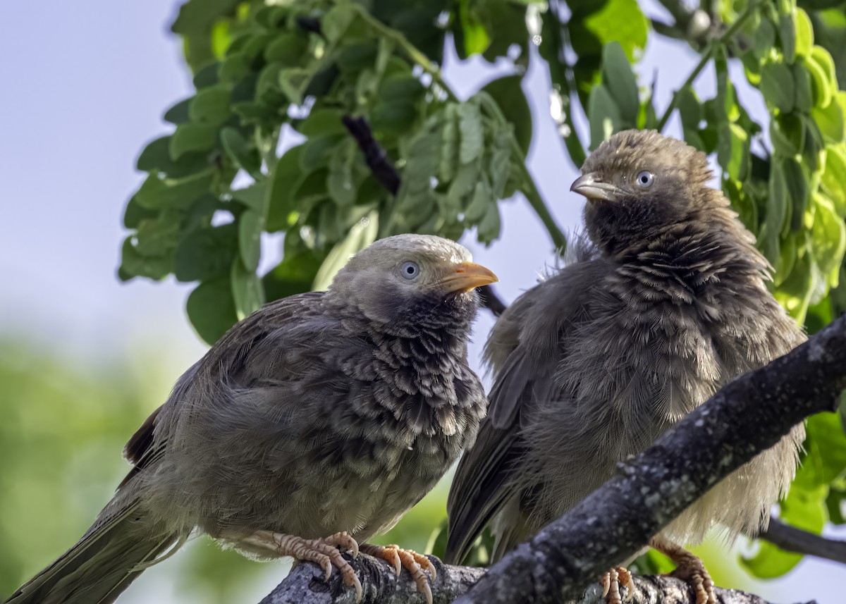 Yellow-billed Babbler - ML620881309