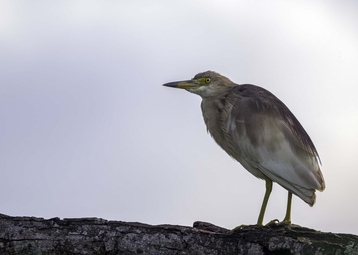 Indian Pond-Heron - ML620881312