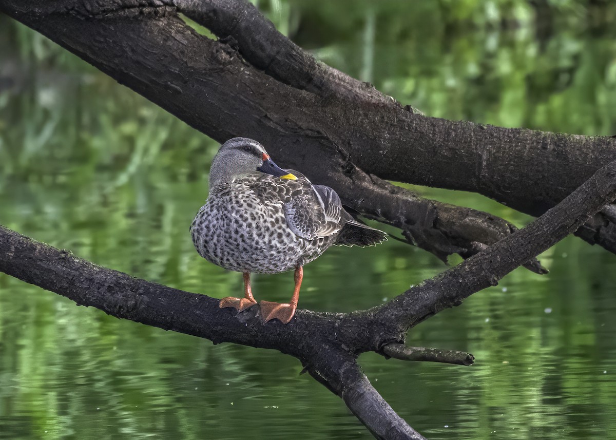 Indian Spot-billed Duck - ML620881329