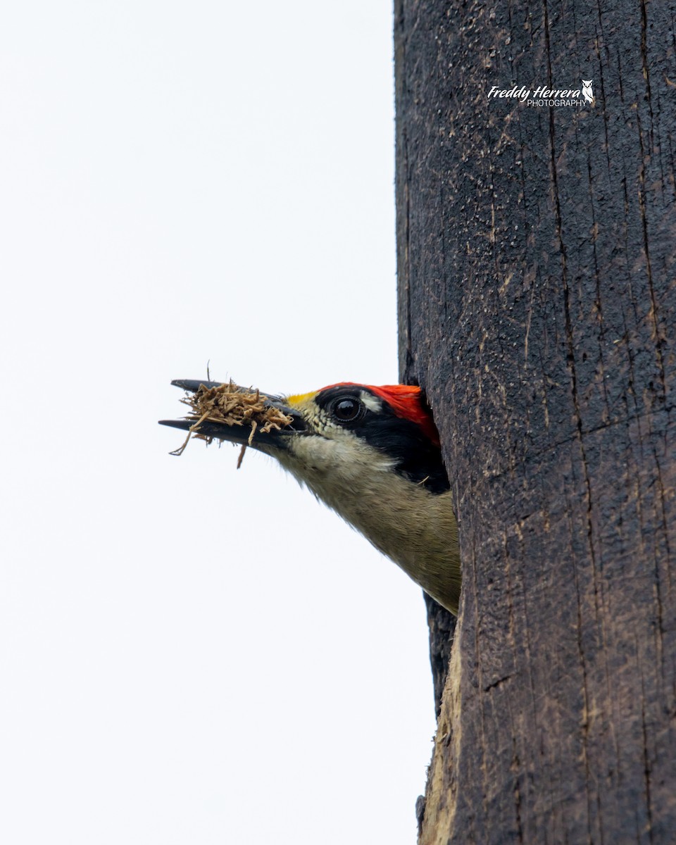 Black-cheeked Woodpecker - ML620881344