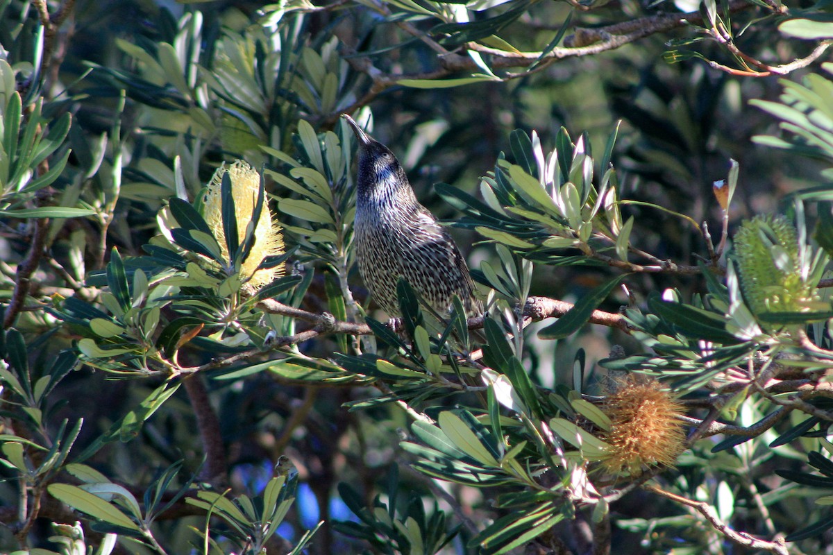 Little Wattlebird - ML620881346