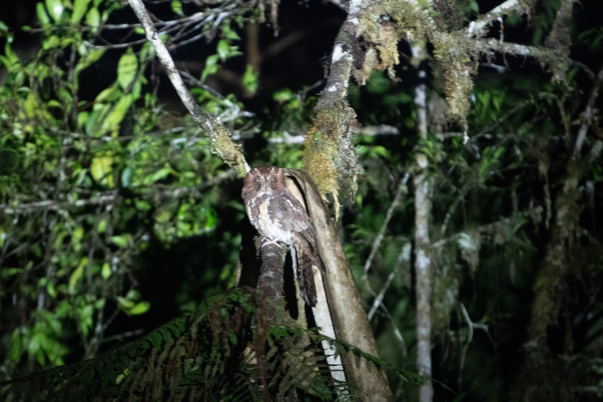 Feline Owlet-nightjar - ML620881349