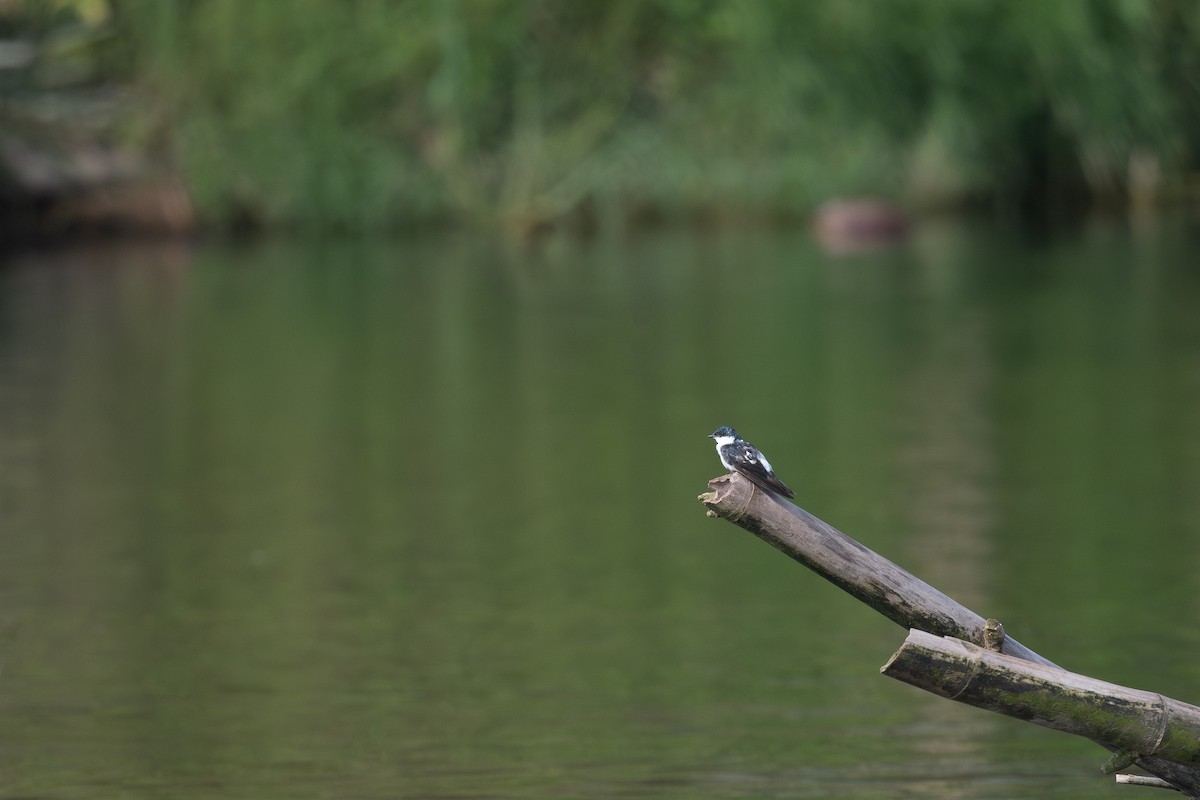 White-winged Swallow - ML620881404