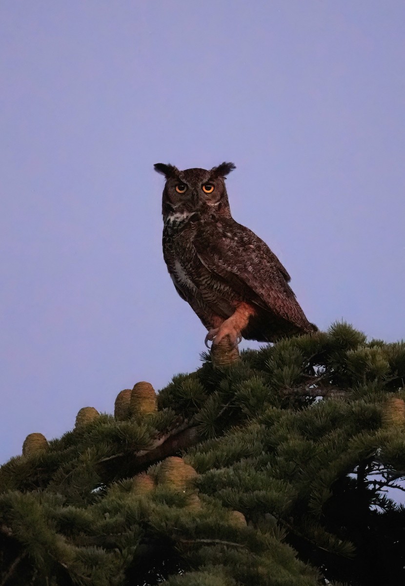 Great Horned Owl - ML620881434