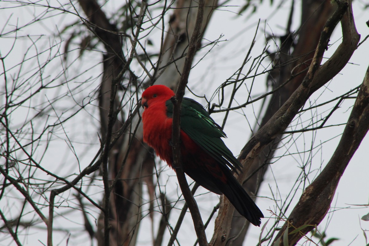 Australian King-Parrot - Eve Mawdesley